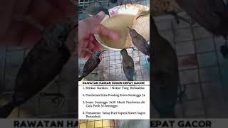 BURUNG SOGOK ONTONG SEHARGA 50 JUTA RUPIAH #sogon #sogokotong #sogokontongjuara  #muraibatu #burung