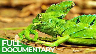 Wildlife Instincts: Survival Techniques  Iguana vs. Basilisk | Free Documentary Nature