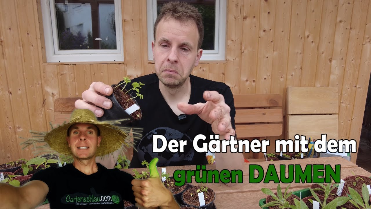Seidenbaum aus Samen ziehen: Neue Albizia-Anzucht 2022