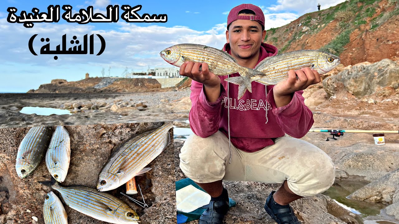 تحدي صيد سمكة الحلامة (الشلبة) في أجواء ممطرة 🌨️🎣 بأبسط مونتاج و طعم مجاني !!! Salpa