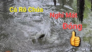 Câu Cá Rô Đồng/ Một cú Đề Ba sắp gãy cần/Thủy Quái nằm vùng. @nguyenlinhvlog89#