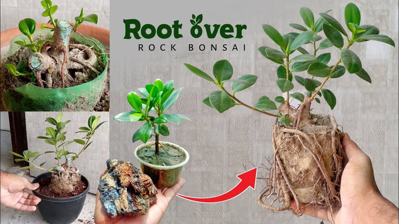 Root Over Rock Bonsai Making | From Pruning to Progress | in hindi 