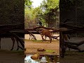 The wildlife next door // Die Tierwelt nebenan