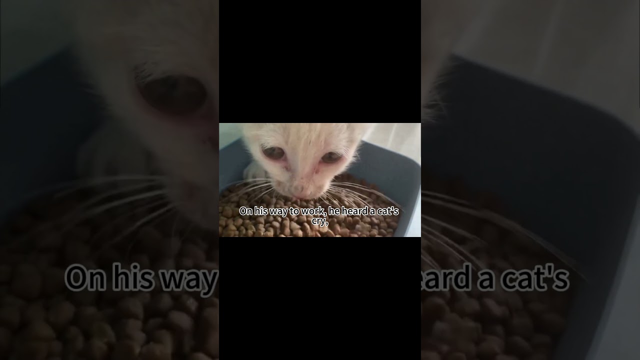 From Hamster Seller to Cat Super Dad- The Viral Rescue Journey! 