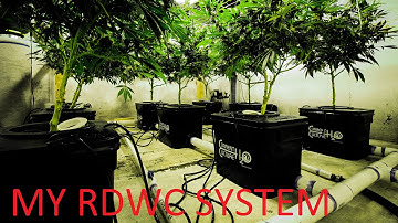My DIY DWC / RDWC System