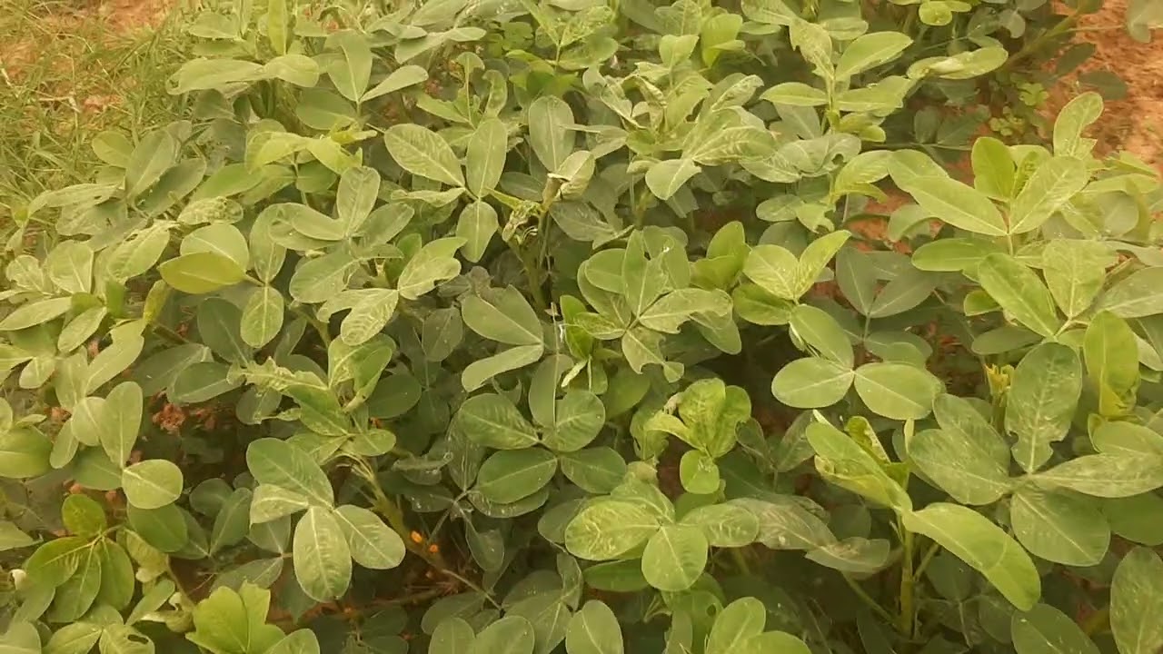 Kỉ thuật chăm sóc cây lạc (đậu phộng) ở giai đoạn củ (quả) rất hiệu quả