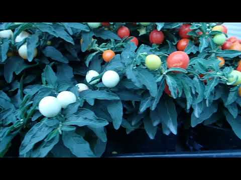 Video: Kailan ko maaaring putulin ang Solanum?