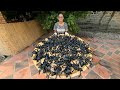 Cooking Tarantula with Unique Style and Delicious Eating | Cooking Special Insects