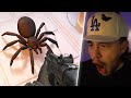 IF YOU HATE SPIDERS, CLICK THIS! | KILL IT WITH FIRE