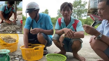 Tiếp tục Thu hoạch tôm thẻ trong vuông (CHCM)