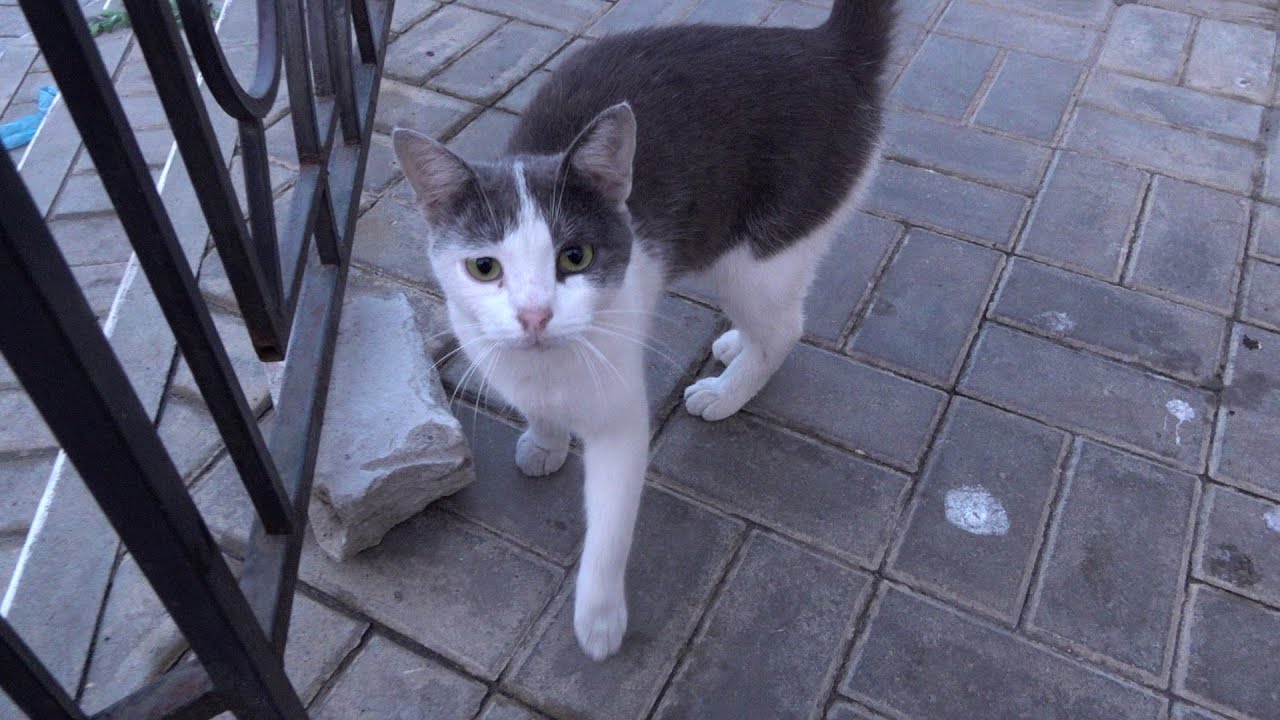 Lonely cat meowing as always on the street - YouTube - Lonely Cat Meowing For Human Interaction