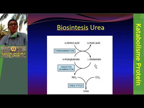 Video: Peranan Yang Berpotensi N-carbamoyl Glutamate Dalam Biosintesis Arginin Dan Maknanya Dalam Pengeluaran Haiwan Ruminan