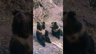 💢熊大熊二走亲戚 太可爱了！Highland Brown Bears #Animal 【跟着图尔去旅行】