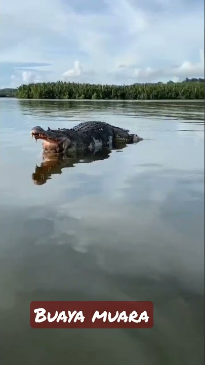 Ngeri‼️Buaya muara terbesar terekam kamera ponsel#shorts