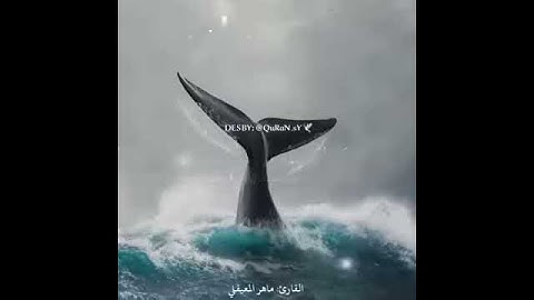 #تلاوات #ماهر_المعيقلي #ياسر_الدوسري #ناصر_القطامي #السديس #خالد_الغامدي(62)