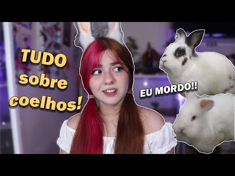 Vídeo: O Que Você Precisa Saber Antes De Adotar Um Coelho