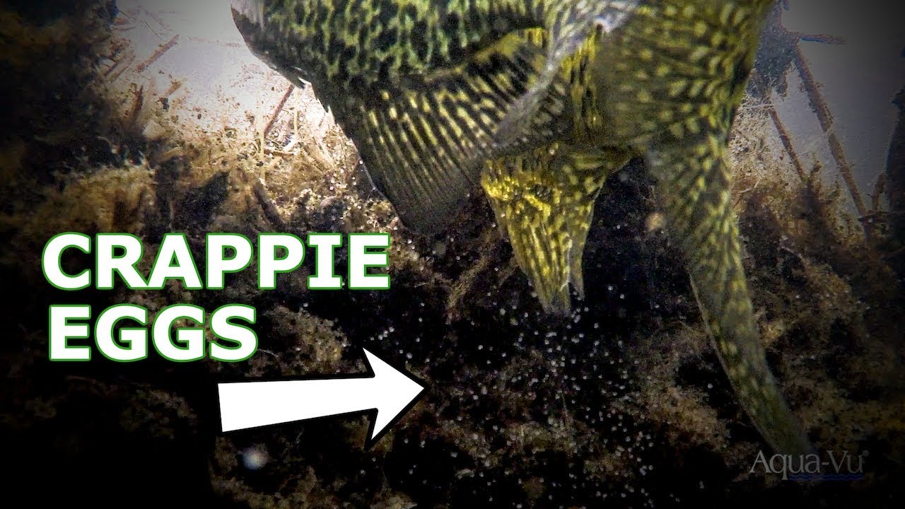 Wade Fishing for HUGE Spawning Crappie 