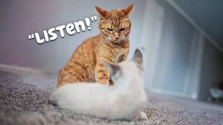 Download Lagu Kurt Teaches Gary How To Be a Cat MP3 Download Lagu Kurt Teaches Gary How To Be a Cat MP3