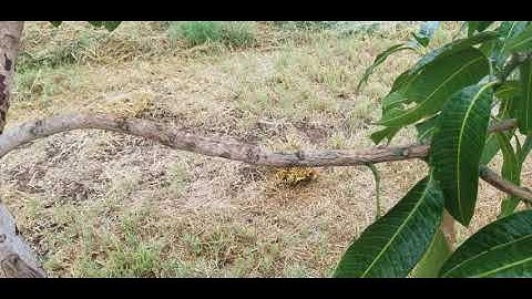 The Mango Loa Project: Uhdp year 3 continue