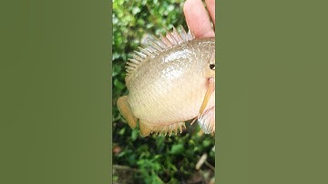 Câu cá rô đồng điểm câu lý tưởng #shorts (video)