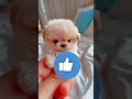 Surajactor New Short Trending 🥶 #comedy #funny