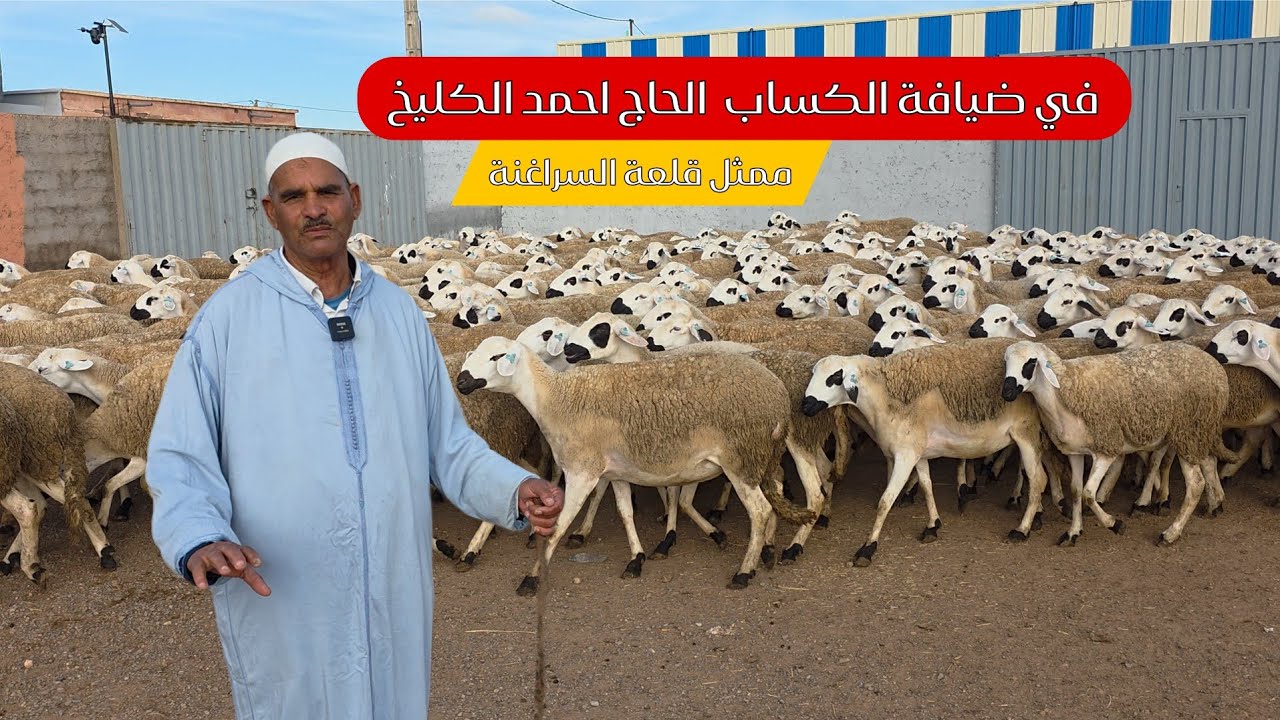 (الجولة 9) مع الكساب الحاج احمد الكليخ بمنطقة سيد الحطاب اقليم قلعة السراغنة Anoc2026