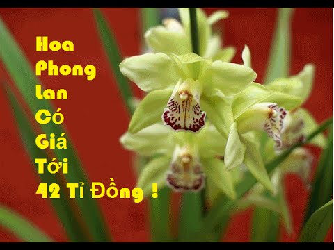 Hoa Phong Lan Có Giá Tới 42 Tỷ Đồng | Lan Rừng | Lan Rừng Quý Hiếm | Foci