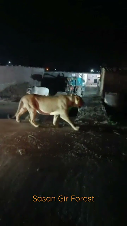 Normal Night In Gir | Sasan Gir Forest | Gir National Park | Gir Forest | Gujarat Tourism | Gujarat