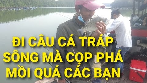 Câu cá Tráp, cá Hanh sông, câu kéo gì tầm này, cọp phá mồi ghê quá || Câu cá thiên nhiên