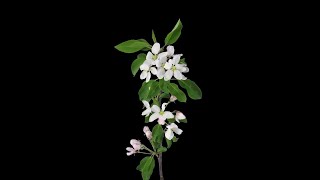 Apple Branch Rotating Opening Blooming Stock Video