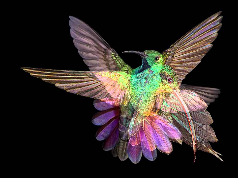 Hummingbirds of Costa Rica