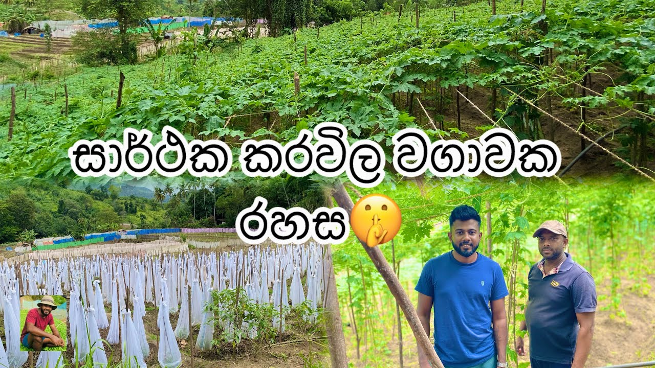 කරවිල වගාවක්  මේ විදියට කරලා බලන්න. සාර්ථකම ක්‍රමයක්..බෙහෙත් වලට වැඩි වියදමක් නෑ..❤️