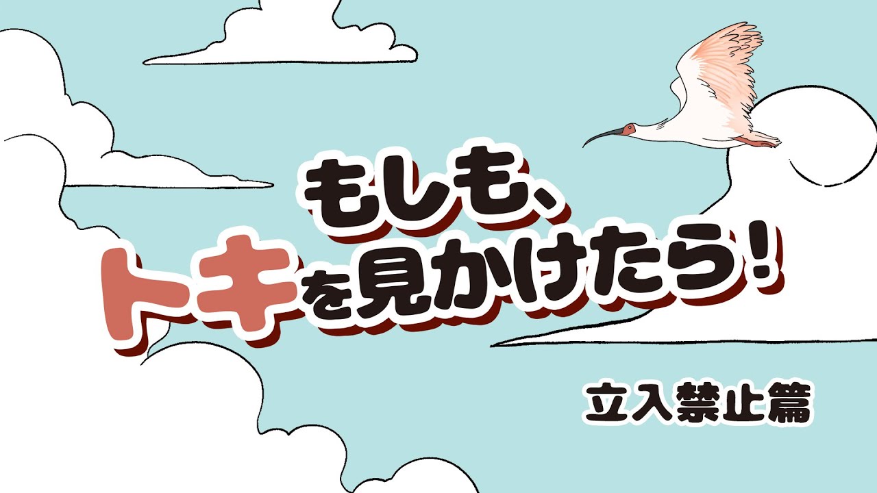 トキです。 If You Spot a Crested Ibis!] No Trespassing Edition - YouTube