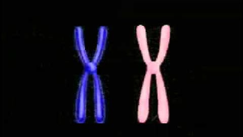Crossing Over MEIOSIS  1 min