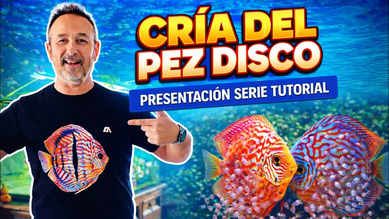 CRIA DEL PEZ DISCO | Presentacion Serie Tutorial By Alan Albiach 