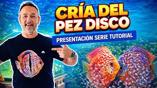 CRIA DEL PEZ DISCO | Presentacion Serie Tutorial By Alan Albiach 