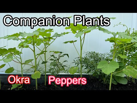 gobo plant Gobo Burdock Seeds (Organic)