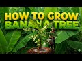 How to grow banana tree | grow banana plantation| fruit gardening