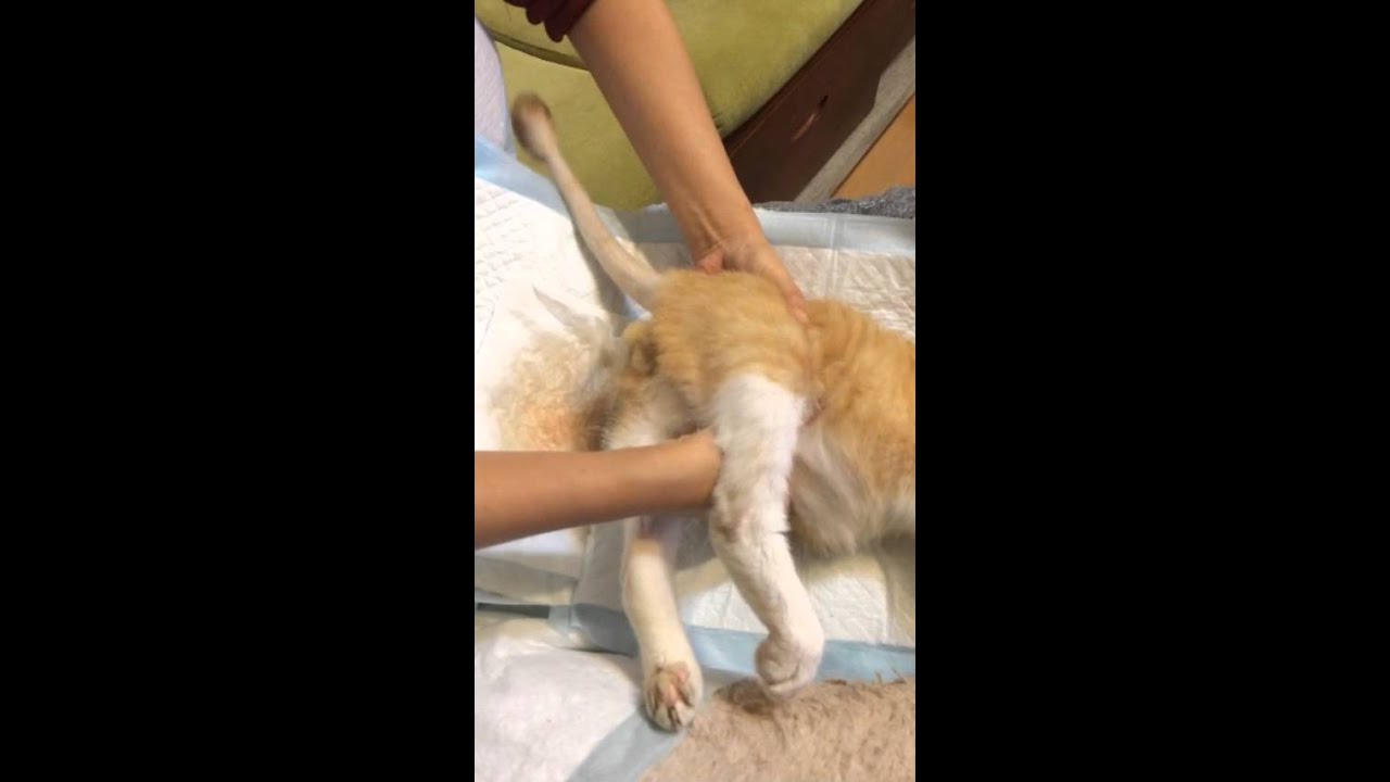 如何幫癱瘓貓擠大小便