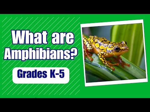 What are Amphibians - More Grades 2-5 Science on the Learning Videos Channel