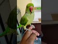 #pets #funny #cute #comedy #birds #viral #comedy #talkingparot #music #trending #viralvideo #art