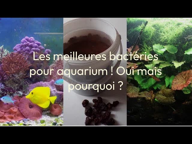 Les meilleures bactéries pour aquarium ! Oui mais pourquoi ? 