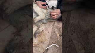 Can Dostumuz Hastalanmıştı