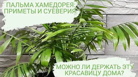 МОЖНО ЛИ ДЕРЖАТЬ ЭТУ КРАСАВИЦУ ДОМА? ПАЛЬМА ХАМЕДОРЕЯ: ПРИМЕТЫ И СУЕВЕРИЯ.