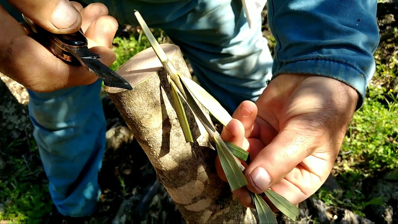 Cjepljenje maslina 1. dio