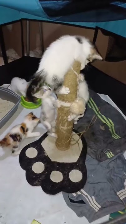 apa-itu-independent-woman-kucing-kucinglucu-kucingimut-fyp-fyp