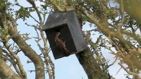My most successful Tree Sparrow Nest Box!