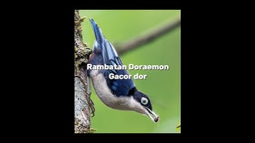 Rambatan Doraemon Gacor Buat Masteran #burung #kicaumania #masteran #masteranburung #muraibatu