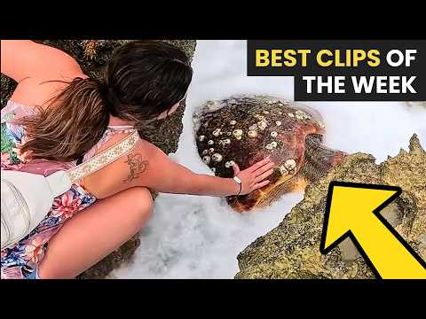 Best Animal Rescues Of The Week