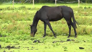 Horses 3